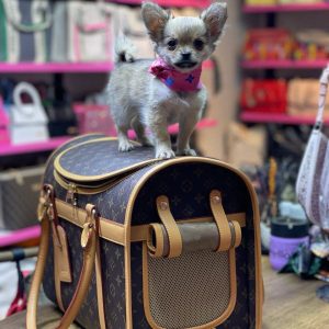 LOUIS VUITTON Dog Carrier Bag